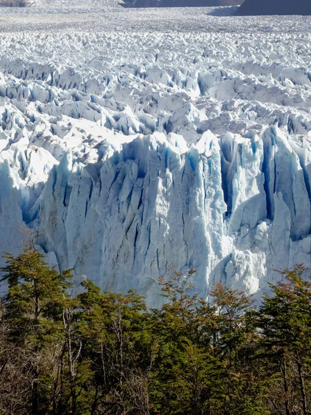 晴れた日には木々の間に大きな氷河のキャプションを閉じます アルゼンチンパタゴニア州モレノの氷河期 — ストック写真