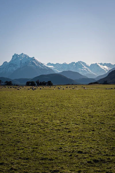 Granja Pradera Con Animales Hermosos Picos Nevados Montaña Nueva Zelanda — Foto de Stock
