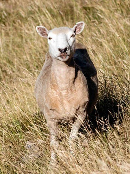 羊好奇地看着相机 垂直摄影 新西兰 — 图库照片