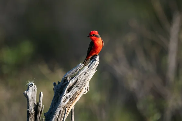 stock image Austral vermilion flycatcher also known as Scarlet flycatcher posing in profile on an tree trunk. Binomial name Pyrocephalus rubinus