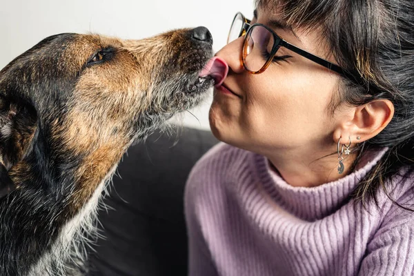 犬のキスの愛らしいイメージと顔に彼の所有者をなめる 画像を閉じる ロイヤリティフリーのストック写真