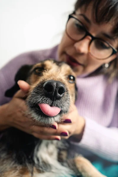 Funny Crossbreed Dog Face Looking Camera While Being Pet Woman Stockfoto