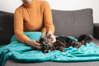 Cat is relaxed with his human cuddles on the sofa. Cozy winter and domestic animals concept. Unrecognizable person