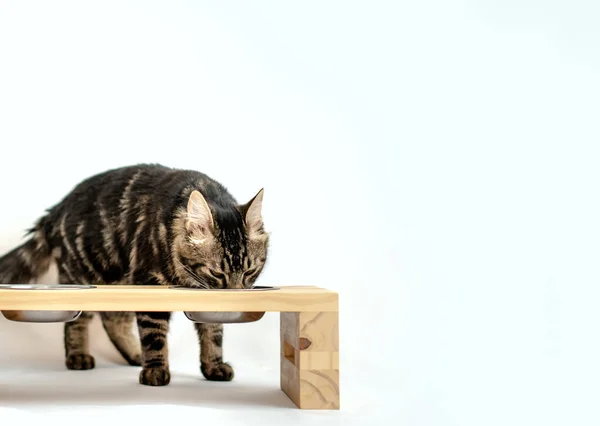タビー猫は木の板の上に食べ物を持っている コピースペースで撮影された隔離された白い背景スタジオ ストックフォト