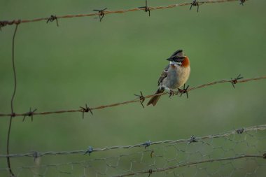 And serçesi kırsal kesimde dikenli tellerin üzerinde duruyor. Uzayı kopyala Zonotrichia capensis