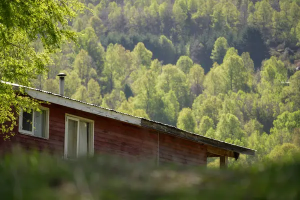 Çevresi bitki örtüsüyle dolu kırsal bir evin çatısı.