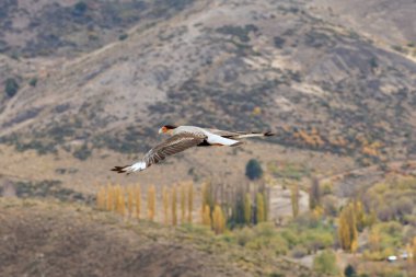 Tepelerin ve seyrek bitki örtüsünün Patagonya manzarasına karşı uçan ibikli karacara yükselir.