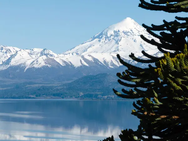 Patagonya 'da Huechulafquen Gölü' nün üzerinde bir Araucanian ağaç dalının yanında Lanin volkanı zirvesi görüldü.