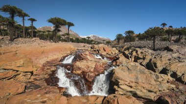 Cascada de la Culebra şelalesi Araucaria Pehuen ağaçlarıyla kayalık yamaçtan aşağı düşüyor. Caviahue, Neuquen, Arjantin