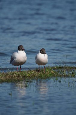 Andean martı çifti göl kenarında dinleniyor.