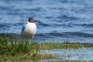 Sevimli Andean martısı güneşli sabah manzarasının tadını çıkarıyor.