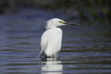 Karlı Akbalıkçıl, Egretta Thula, suda dinlenirken profil çekimi.
