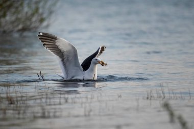 Yosun martısı, Larus Dominicanus, gerilmiş kanatlarıyla gölde yengeç avlıyor.
