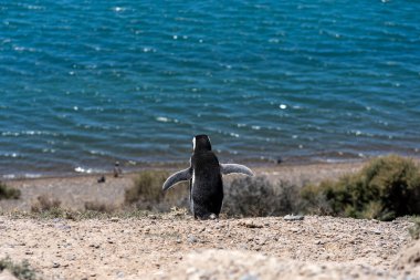 Macellan pengueninin açık kanatlarla denize doğru yürüyüşünün muhteşem bir arka görüntüsü.