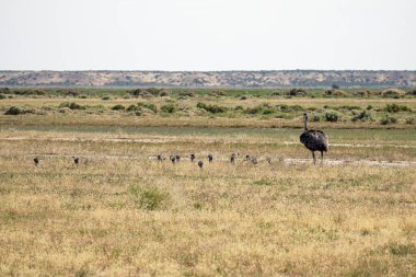 Darwin 'in rhea kuşu annesi platoda bebekleriyle yürüyor