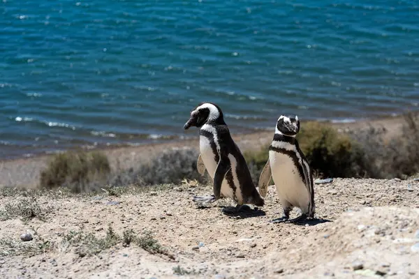 Bir çift Macellan pengueni sahilde birlikte yürüyor.