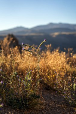 Echium vulgare kır çiçekleri, açık bir gökyüzünün altında kuru otların arasında küçük mor çiçekler açar.