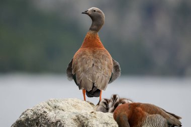 Chloephaga ördek kuşu taşın üstünde bebekleriyle poz veriyor.