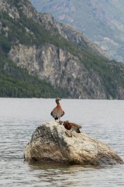Chloephaga ailesi, göl ve dağ manzarasıyla çevrili taşın üzerinde duran ördekler.
