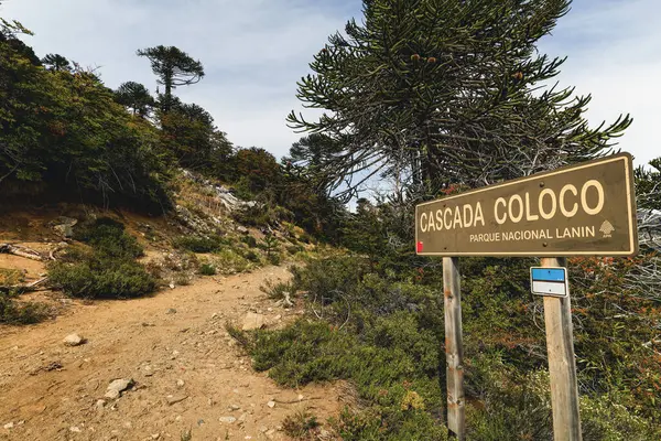 Park Nacional Lanin 'deki Cascada Coloco için ahşap tabela bulutlu bir gökyüzünün altında Araucaria ağaçlarıyla dolu bir toprak yolun yanında duruyor. 13 Nisan 2025. Neuquen, Patagonya, Arjantin