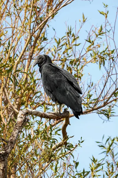 Siyah akbaba, açık mavi gökyüzüne karşı seyrek yeşil yaprakları olan bir ağaç dalına tünemiş. Vahşi yaşam, doğa, kuş bilimi