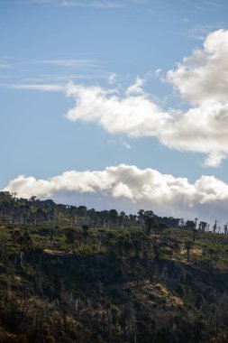 Sütun bazalt kayalıkları, Araucaria Araucana ağaçları tarafından çerçevelenmiş dağınık bulutlarla mavi bir gökyüzüne doğru yükselir. Neuquen, Patagonya, Arjantin