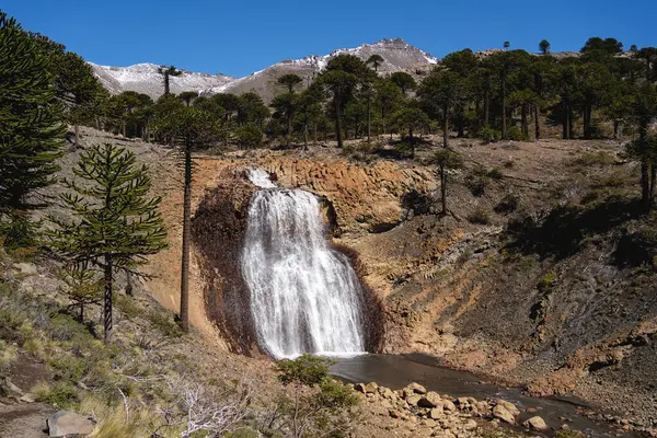 Cascada del Gigante şelalesi karla kaplı dağlarla Araucaria ağaçlarının arasında çağlıyor. Caviahue, Neuquen, Arjantin