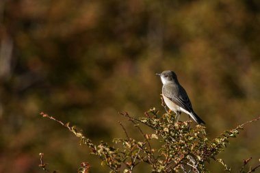 Ateş gözlü diucon kuşu, bulanık kahverengi ve yeşil arka planlı bir dal üzerine tünemiş.