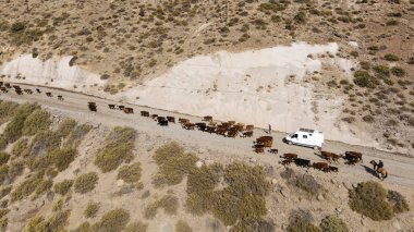 Transhumance sığır sürüsünün toprak bir yol boyunca tepecikli bir araziye ve arkada bir karavana doğru sürüşünün havadan görüntüsü. Neuquen, Arjantin