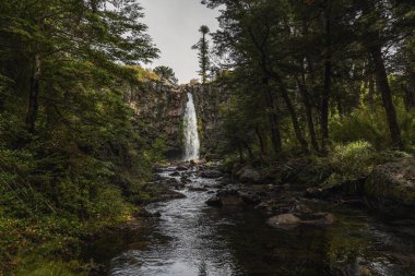 Cascada Coloco plunges from a rocky cliff into a stream flowing through a lush forest of Araucaria trees. Parque Nacional Lanin, Neuquen, Patagonia Argentina