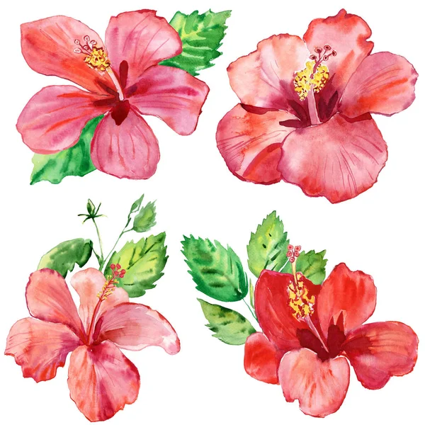 Hibiscus Gestileerde Aquarel Illustratie Voor Achtergrond — Stockfoto
