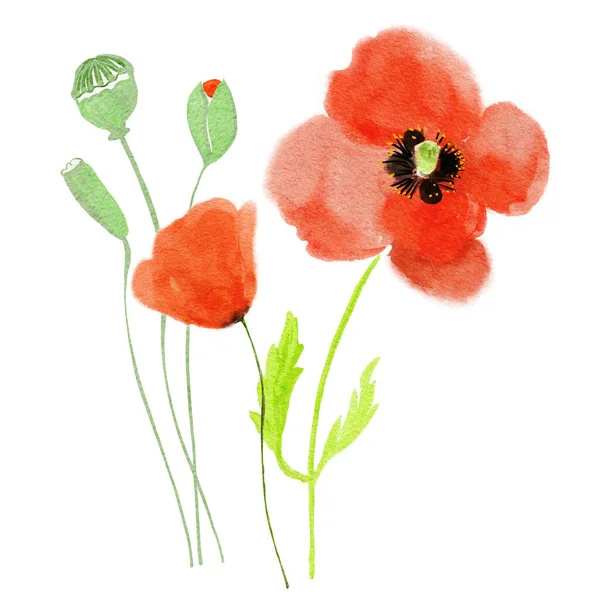 Mák Květiny Stylizované Akvarel Ilustrace Pro Pozadí — Stock fotografie