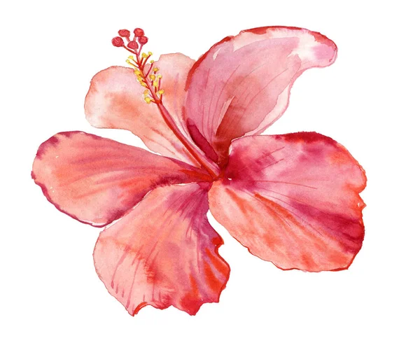 Arkaplan Için Hibiscus Biçimlendirilmiş Suluboya Çizimi — Stok fotoğraf