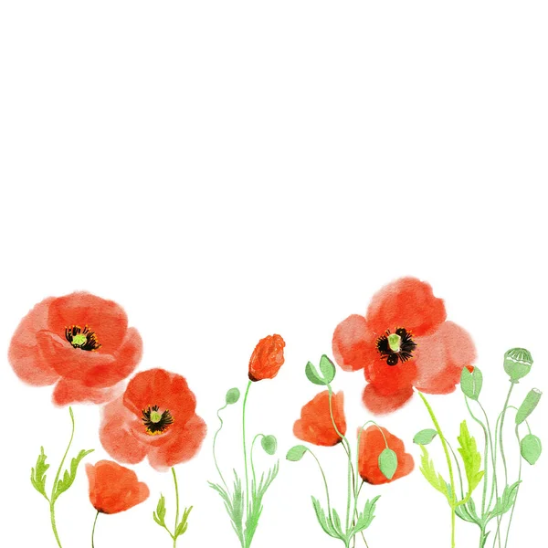 Beautiful Red Poppies Isolated White Background Hand Drawn Design — Stock Photo, Image