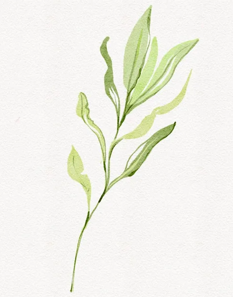 Enkel Växt Ånga Med Blad Isolerade Vit Bakgrund Akvarell Målning — Stockfoto