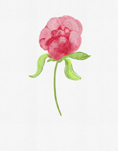 Watercolor Design Illustration Beautiful Flower White Backlground — Stock Photo, Image