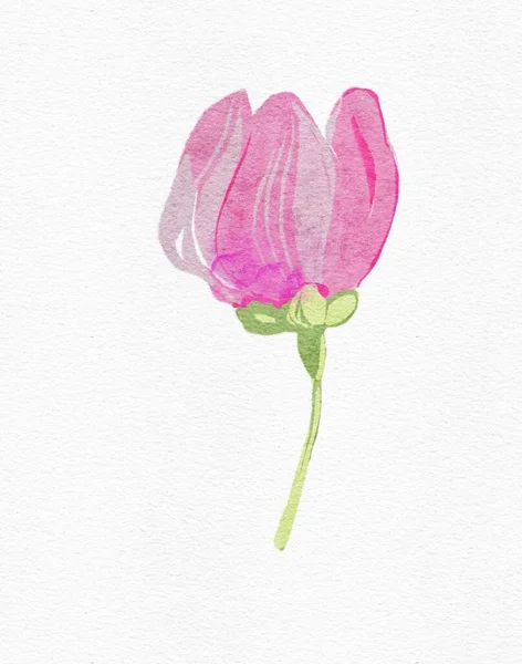 Beyaz Arka Plandaki Güzel Çiçeğin Suluboya Tasarımı Çizimi — Stok fotoğraf