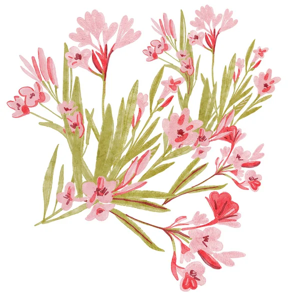 Oleander的插图Closeup美丽的粉红色花花束绿色叶子隔离在白色的背景 粉红色的油菜花和叶子在白色的背景上被隔离 — 图库照片