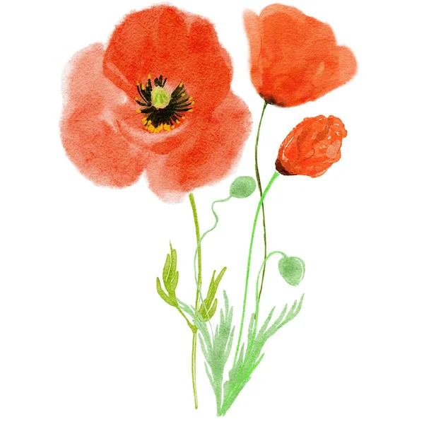 Σχεδιασμός Κάρτας Λουλουδιών Poppy Εικονογράφηση Υδατογραφίας Μοντέρνο Φόντο — Φωτογραφία Αρχείου