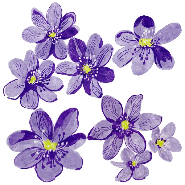 Aquarelle Illustration Dessinée Main Violet Violet Fleurs Isolées Sur Fond — Photo