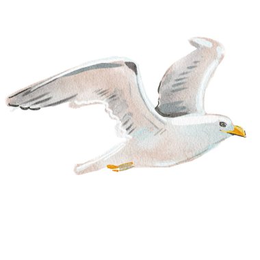 Egzotik kuş. Martının suluboya çizimi