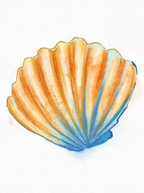 Deniz kabuğunun suluboya çizimi     