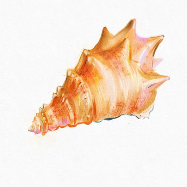 Beyaz arka planda suluboya deniz kabuğu, elle boyanmış illüstrasyon