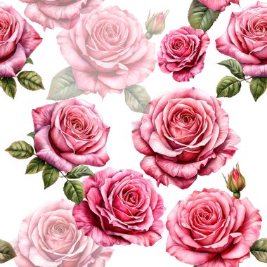 Beyaz arka planda pürüzsüz pembe güller, suluboya resimler.