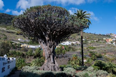 Icod de los Vinos, Tenerife 'den ejderha ağacı. 16 metreden daha yüksektir ve tacını gökyüzüne kadar uzatır..