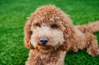 Kızıl saçlı minyatür kaniş. Bahçeye yeni dikilmiş.