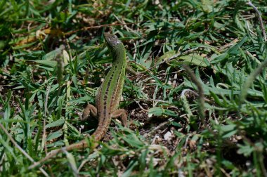 Hırvatistan 'da güneşlenen yeşil bir kertenkele
