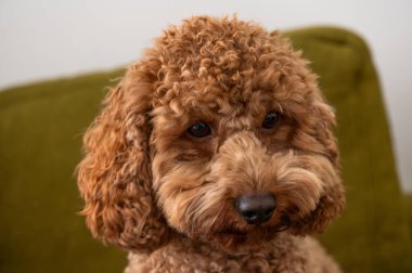 This cute red-haired poodle is sitting on a soft green sofa, looking directly at the viewer with an adorable expression. The playful curls add to its charm. clipart