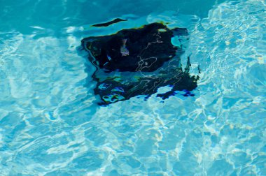 Bir robotik havuz temizleyicisi pırıl pırıl mavi bir havuzun dibinde hareket eder. Güneş ışığı yüzeyden yansıyarak arka bahçedeki vahada sakin bir atmosfer yaratır..