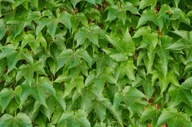 Canlı sarmaşık yaprakları parlak gün ışığında bir duvarda yemyeşil bir görünüm yaratır..